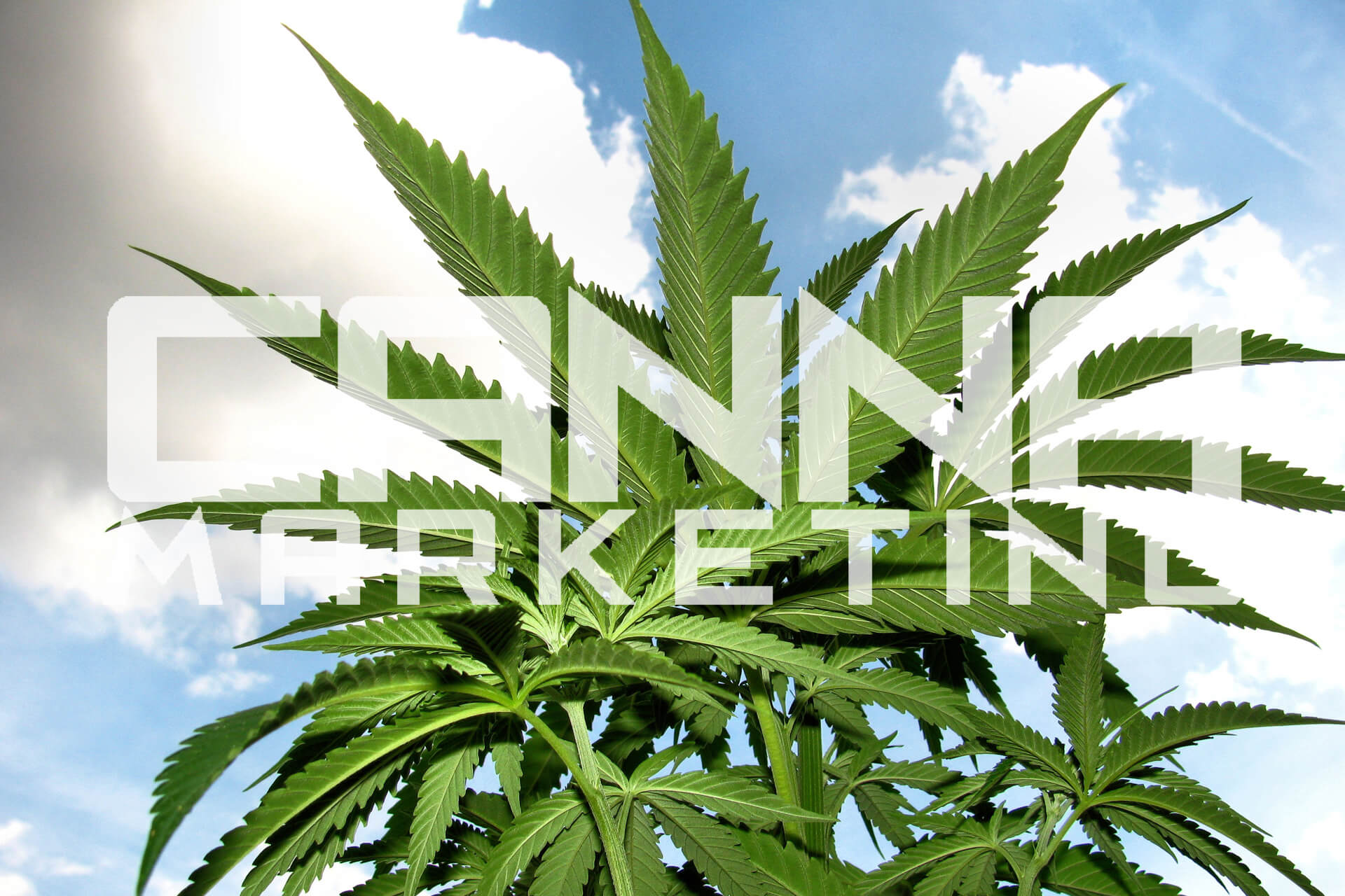 CANNA MARKETING | Online Marketing e Comunicazione Digitale per il Mondo Cannabis e l'Industria della Canapa e della Marihuana Legale Light
